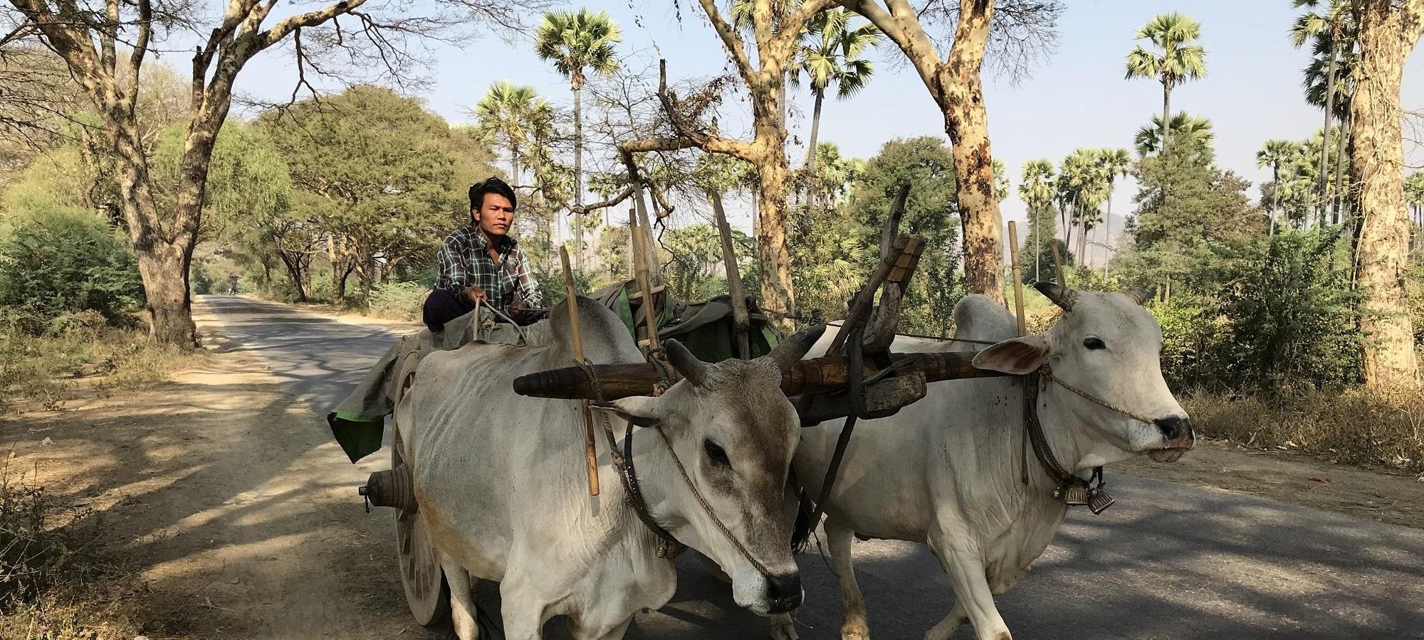 Ox cart - common sight in Myanmar